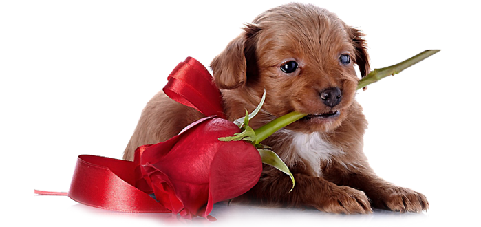 0_6d522_5618f0c6_M (279x10, 2Kb)